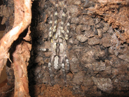 P.Regalis