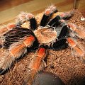 B.Boehmei