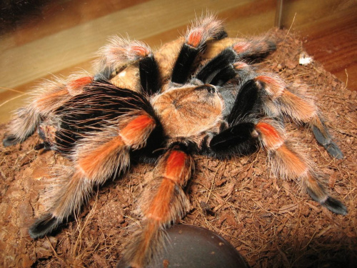 B.Boehmei