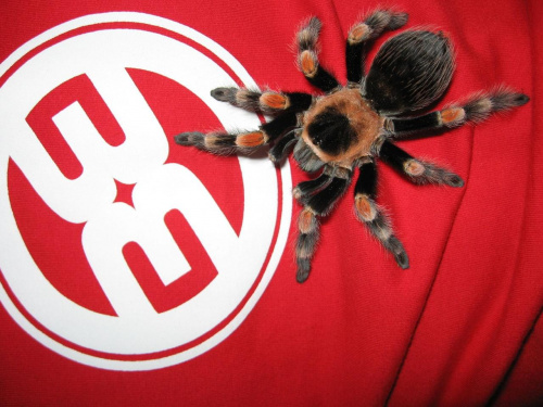 B.Smithi