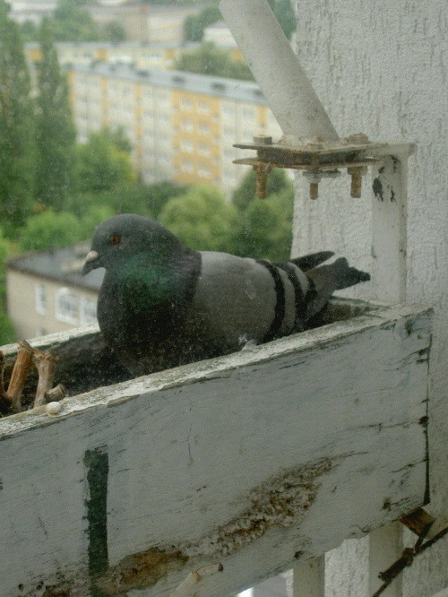 Gołąbki wysiadują jajko za oknem #gołębie