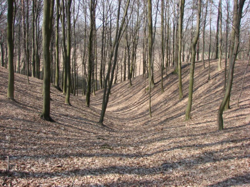Las w Pawłówku (ok.20 km od Lublina) 24.03.2007 #las #przyroda #zwierzęta #kwiaty #drzewa #zieleń