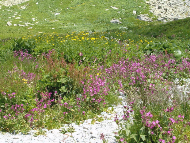 Wielicki Ogród #Tatry