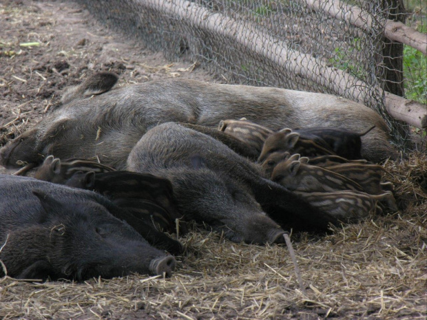 Zespół Pałacowy w Kurozwękach; mini zoo, labirynt w polu kukurydzianym i pare innych atrakcji