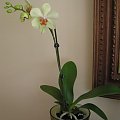 seledynowy falek #kwiaty #orchidea #storczyki