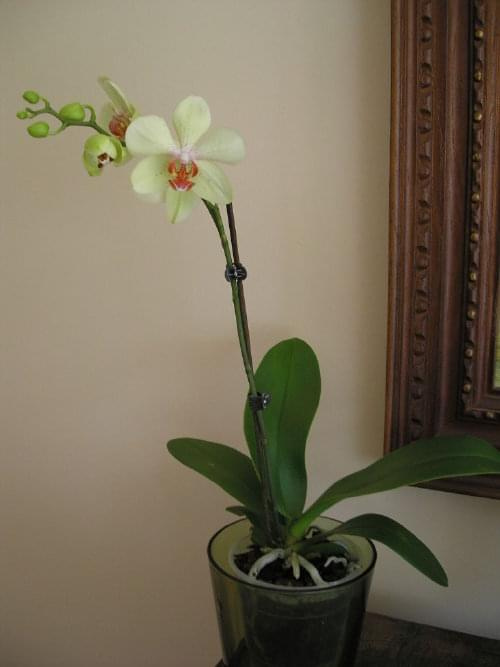 seledynowy falek #kwiaty #orchidea #storczyki