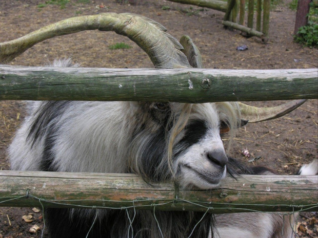 Zespół Pałacowy w Kurozwękach; mini zoo, labirynt w polu kukurydzianym i pare innych atrakcji