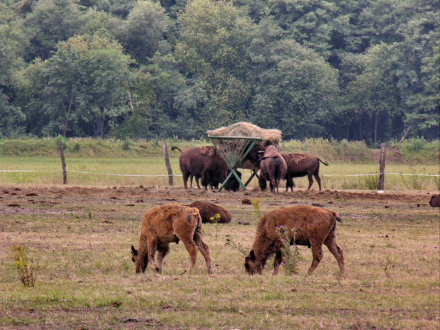 Zespół Pałacowy w Kurozwękach; mini zoo, labirynt w polu kukurydzianym i pare innych atrakcji