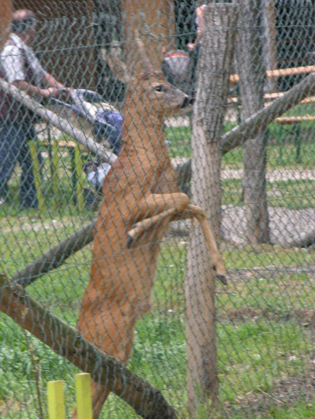 Zespół Pałacowy w Kurozwękach; mini zoo, labirynt w polu kukurydzianym i pare innych atrakcji