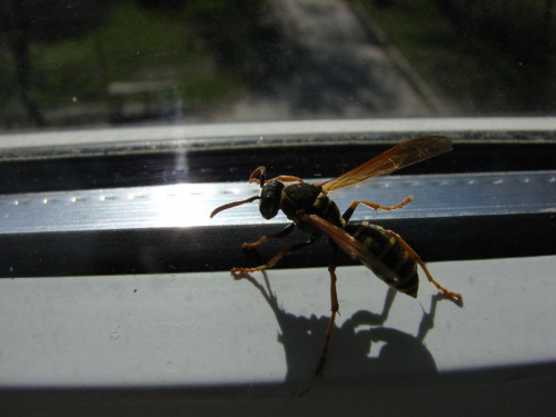 pscółka u Mamy w Wąwolnicy. A to ci... #owady #pszczoła #Mamutek