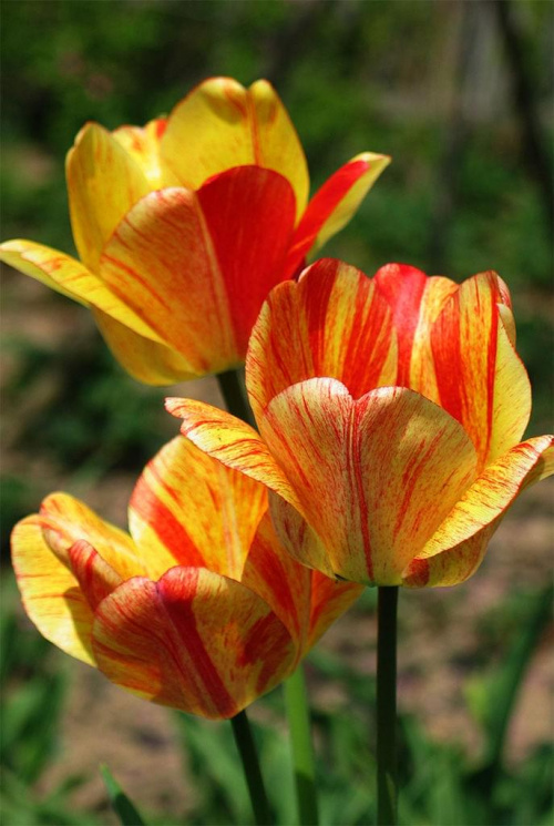 Tulipany #kwiaty #przyroda