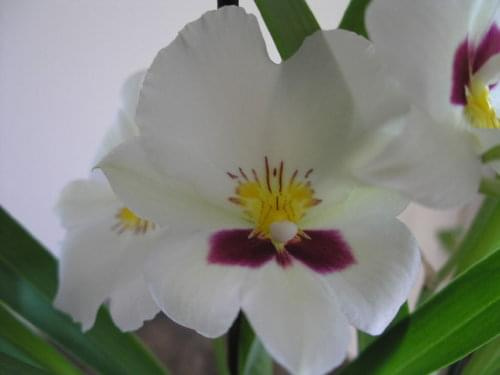 Miltonia #kwiaty #orchidea #storczyki