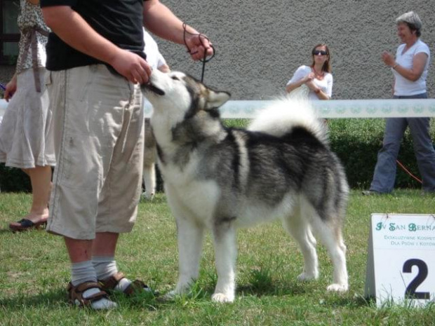 Hurricane Appalachian, Alaskan Malamute