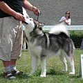 Hurricane Appalachian, Alaskan Malamute