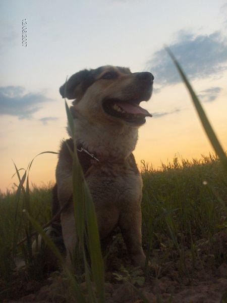 Pika na tle zachodzącego słońca... - spacerek z 12 czerwca 2007r. #pies #Pika #kundelek #spacer #ZachódSłońca