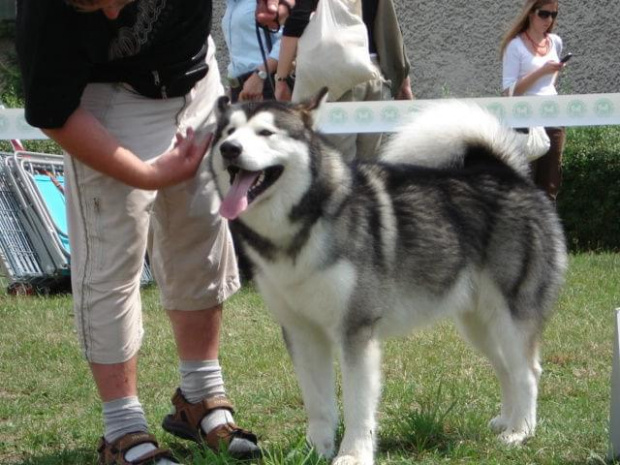 Hurricane Appalachian, Alaskan Malamute