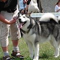 Hurricane Appalachian, Alaskan Malamute