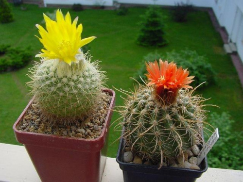 Parodia