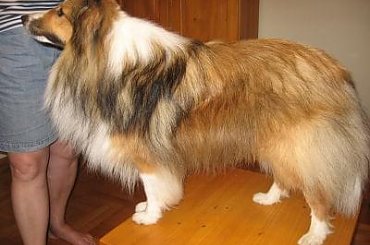 #SheltieWystawaTimon