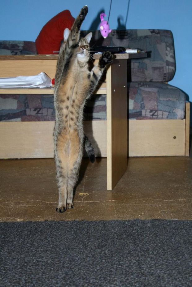 Łobuz salutuje #kot #łobuz #zwierze #mysz #whiskas