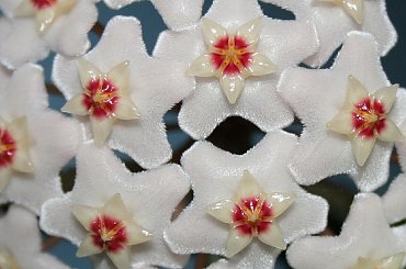 kwiat #kwiat #kwiaty #woskownica #hoia