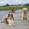 Ita, labradorka Buba i kundelek Puma na pomoście