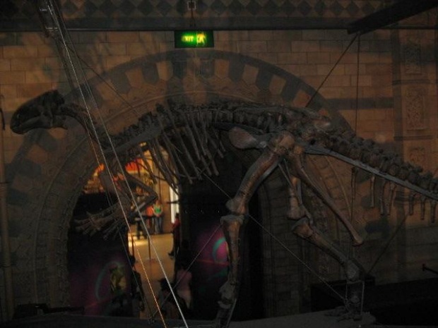 dinozauuuury :D #dinozaur #dinozaury #NaturalHistoryMuseum #muzeum #museum