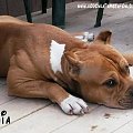 amstaff