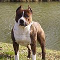 amstaff