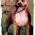 amstaff