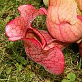 Sarracenia purpurea ssp. purpurea