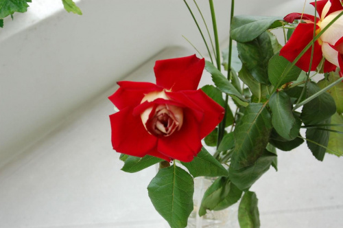 #KrólowaKwiatów #Róża