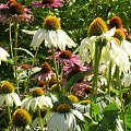 Jeżówka (Echinacea)