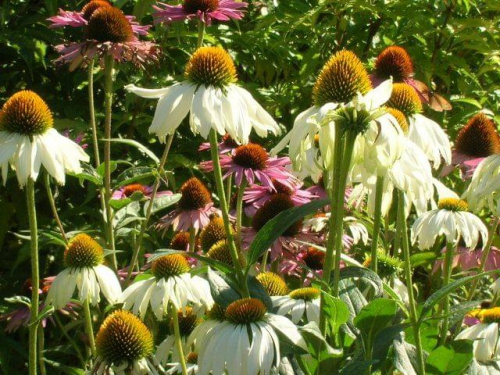 Jeżówka (Echinacea)