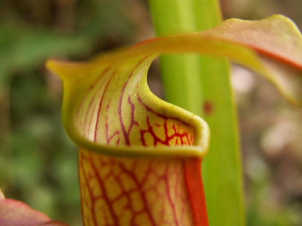 Sarracenia