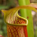 Sarracenia