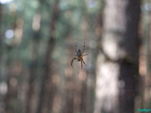 #PająkPajęczynaSiećSpiderWeb