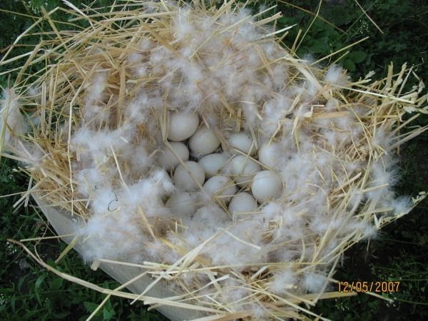 Kacze jajka w gnieździe.