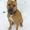 amstaff