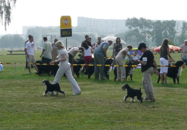 Sopot 2007 #WystawyPsów