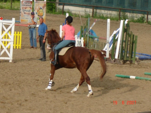 Jeden z koni sportowych