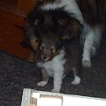 Oscar z Lassie