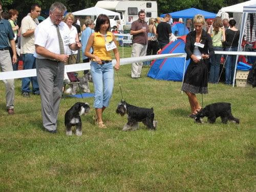 23.VI.2007 #WystawyPsów