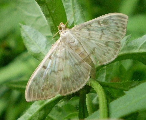 3c. Boczanka brązowianka - Pleuroptya ruralis . Data : 13.08.2007. Miejsce : nad stawem który jest w lesie . Miejscowość : Smogorzewo .