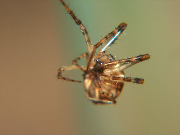 pająk #makro #pająk #pająki #owady #przyroda #natura #zwierzęta #drapieżnik #myśliwy #makrofotografia