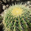 Echinocactus grusonii #kaktusy