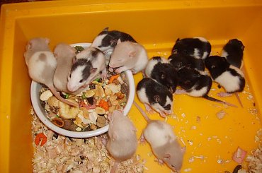 #szczurki #szczur #szczury #miot #szczraski #ogon #ogonki #ogony #ogoniaste