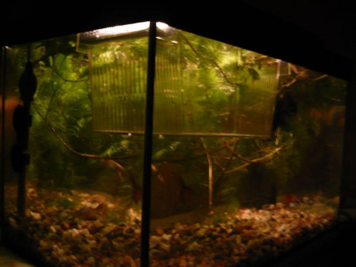Gupikarium