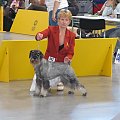 Suki klasa pośrednia Elegant Eunice Alarm Beskyd - exc 1,CAC, CACIB Crufts qualification