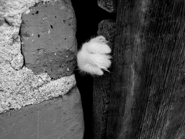 z ciemności... #kot #Kula #drzwi #łapka